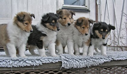 All Kelly's puppies at 6 weeks old