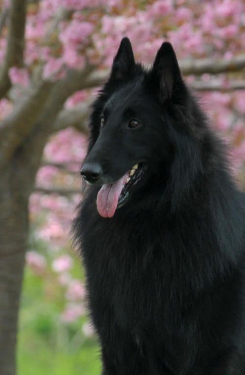 Duncan Dawn av Vikholmen