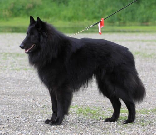 Denver Zeppelin av Vikholmen