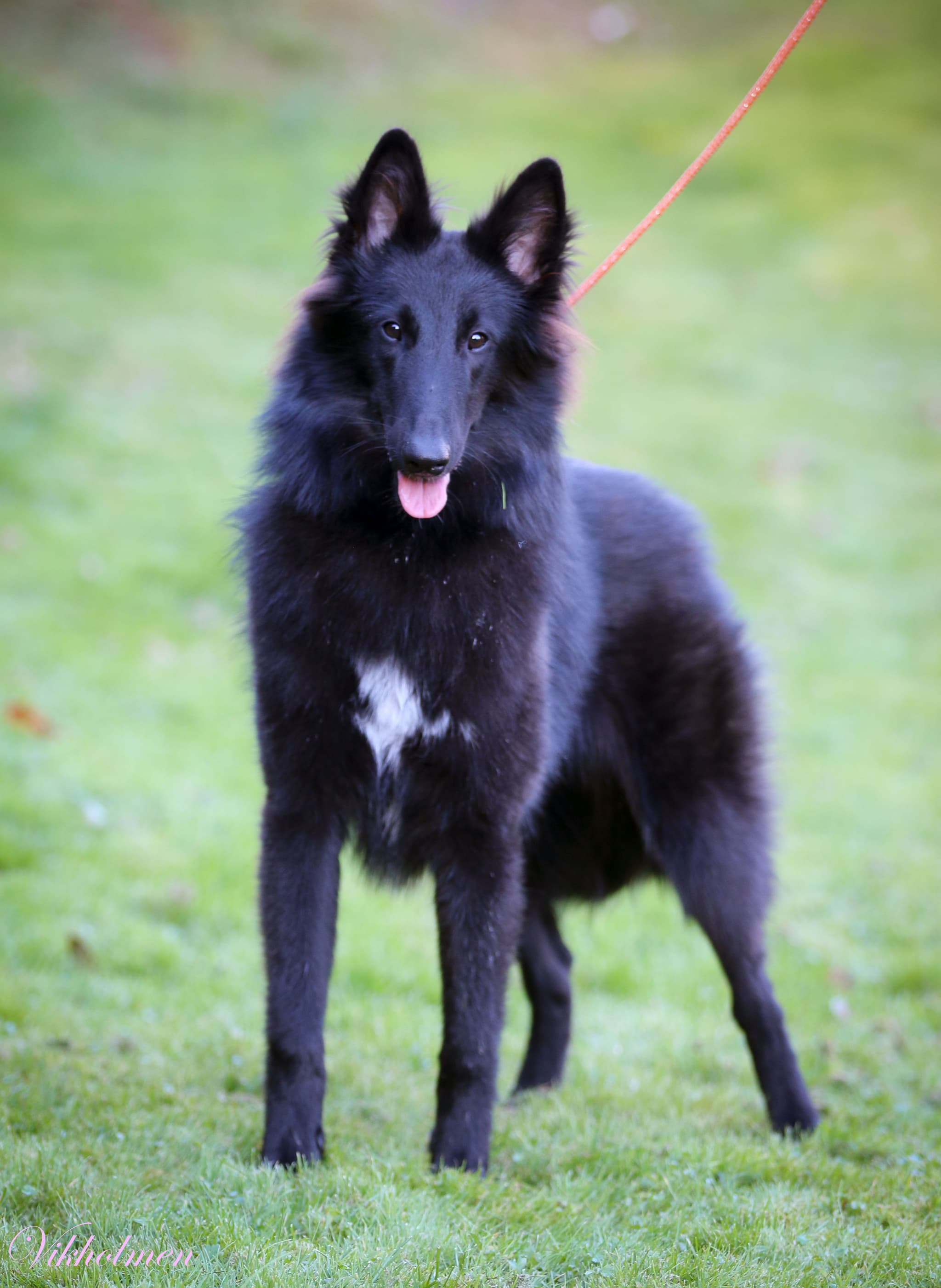 Evanescence av Vikholmen