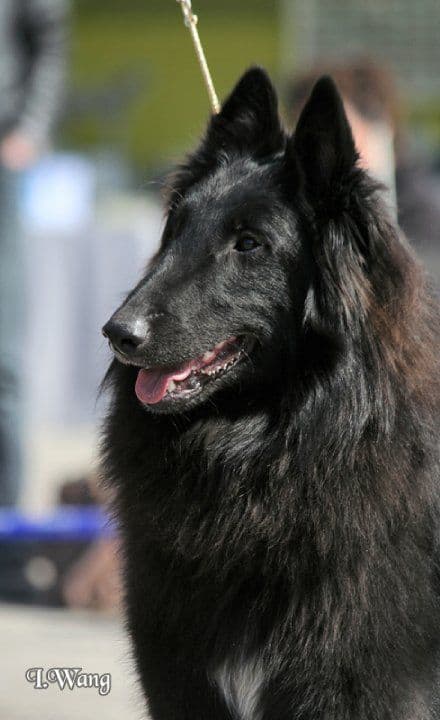 Denzel Dean av Vikholmen