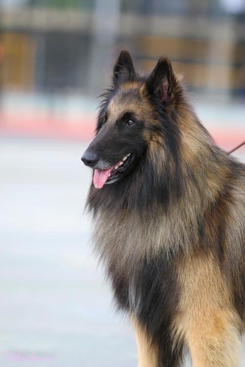 Brage Blesi av Vikholmen