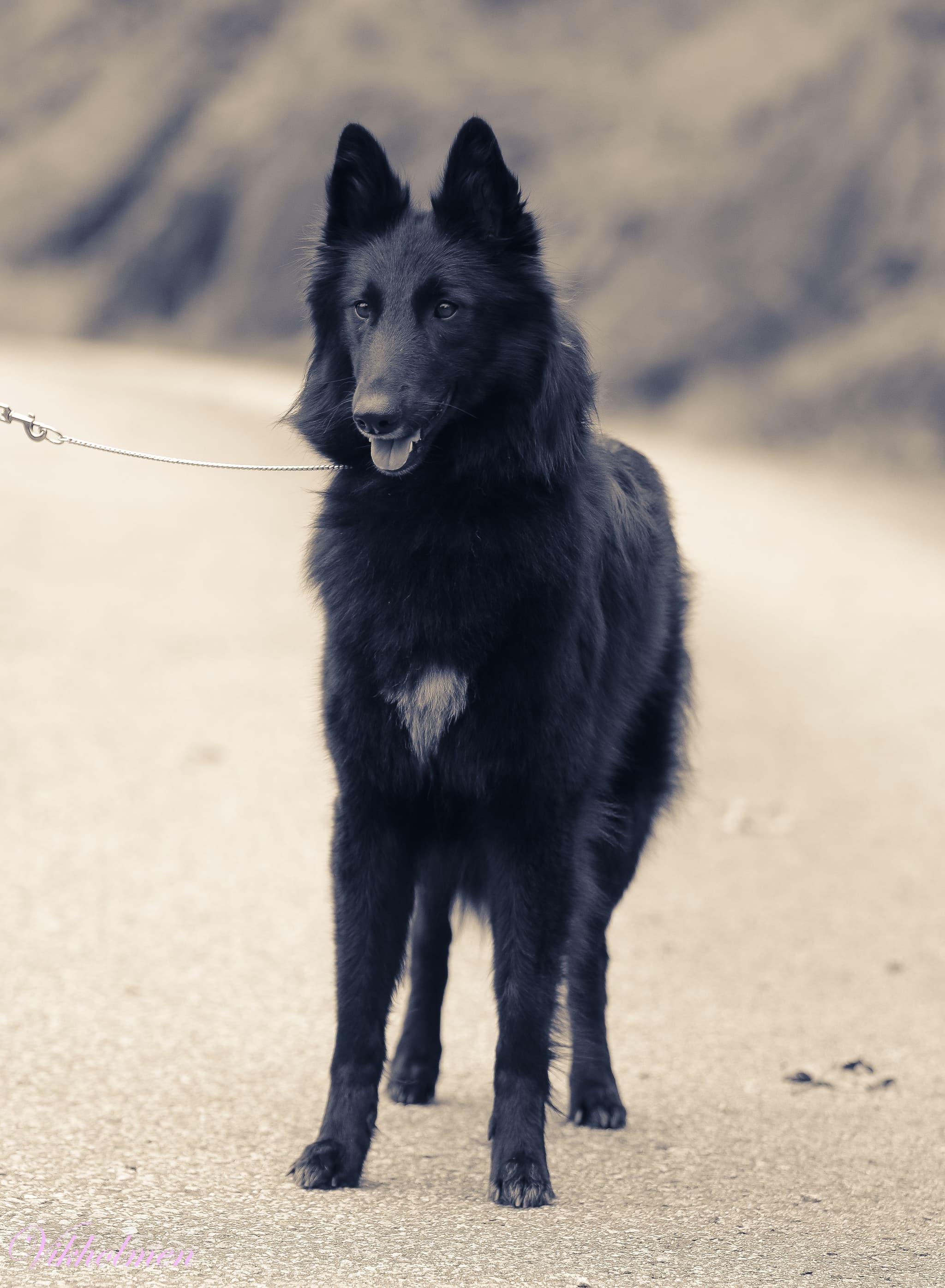 Evangelina av Vikholmen