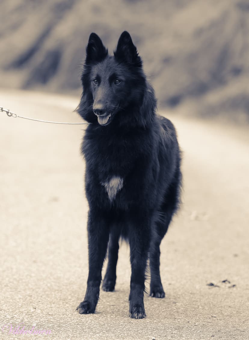 Evangelina av Vikholmen