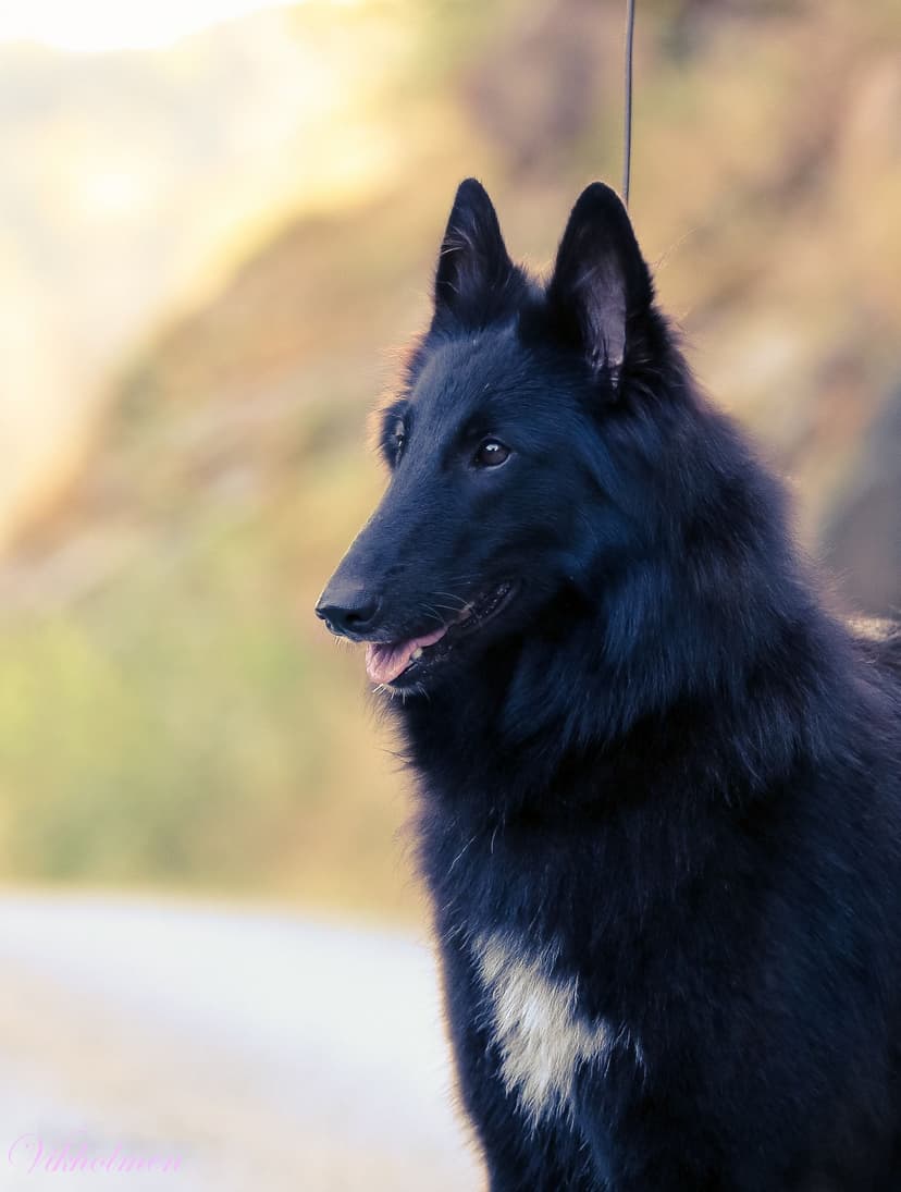 Evanescence av Vikholmen