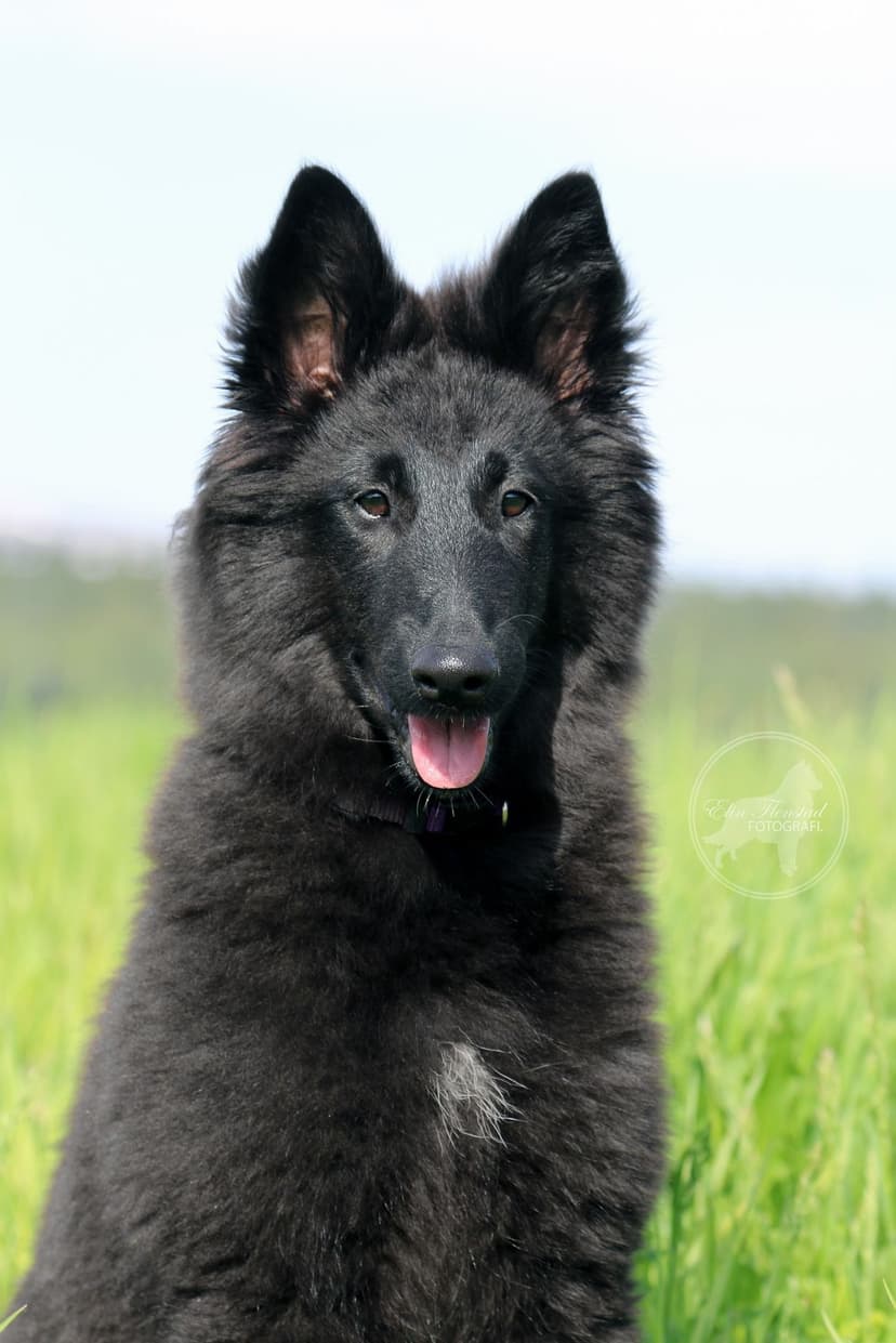 Frøken Feye av Vikholmen