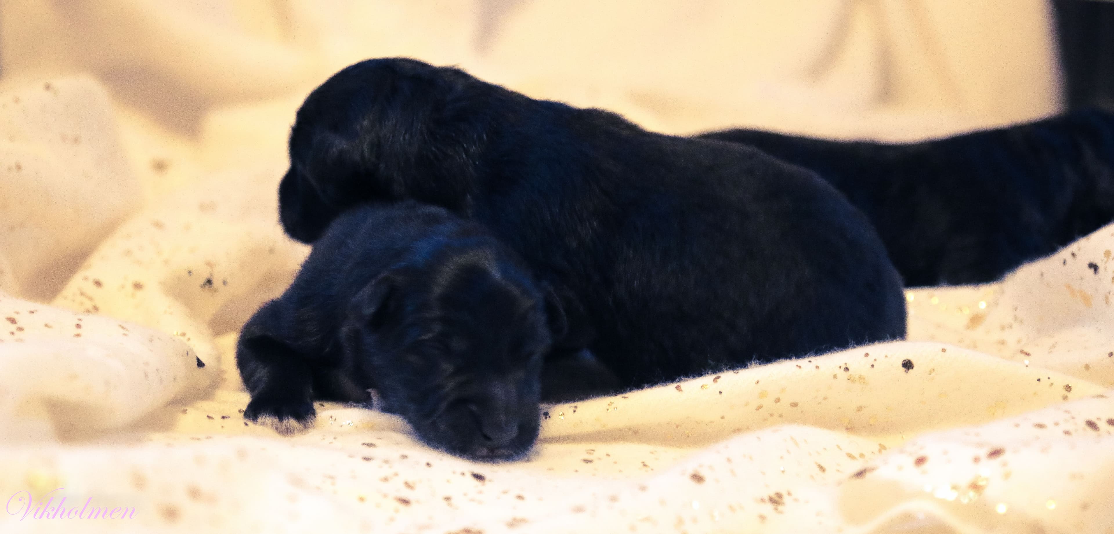 Puppies one day old