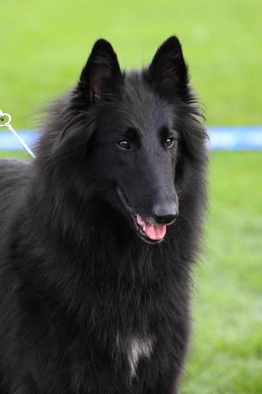 Dustin Dream av Vikholmen