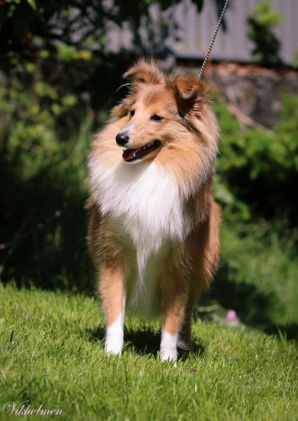 Dancing Moonlight av Vikholmen