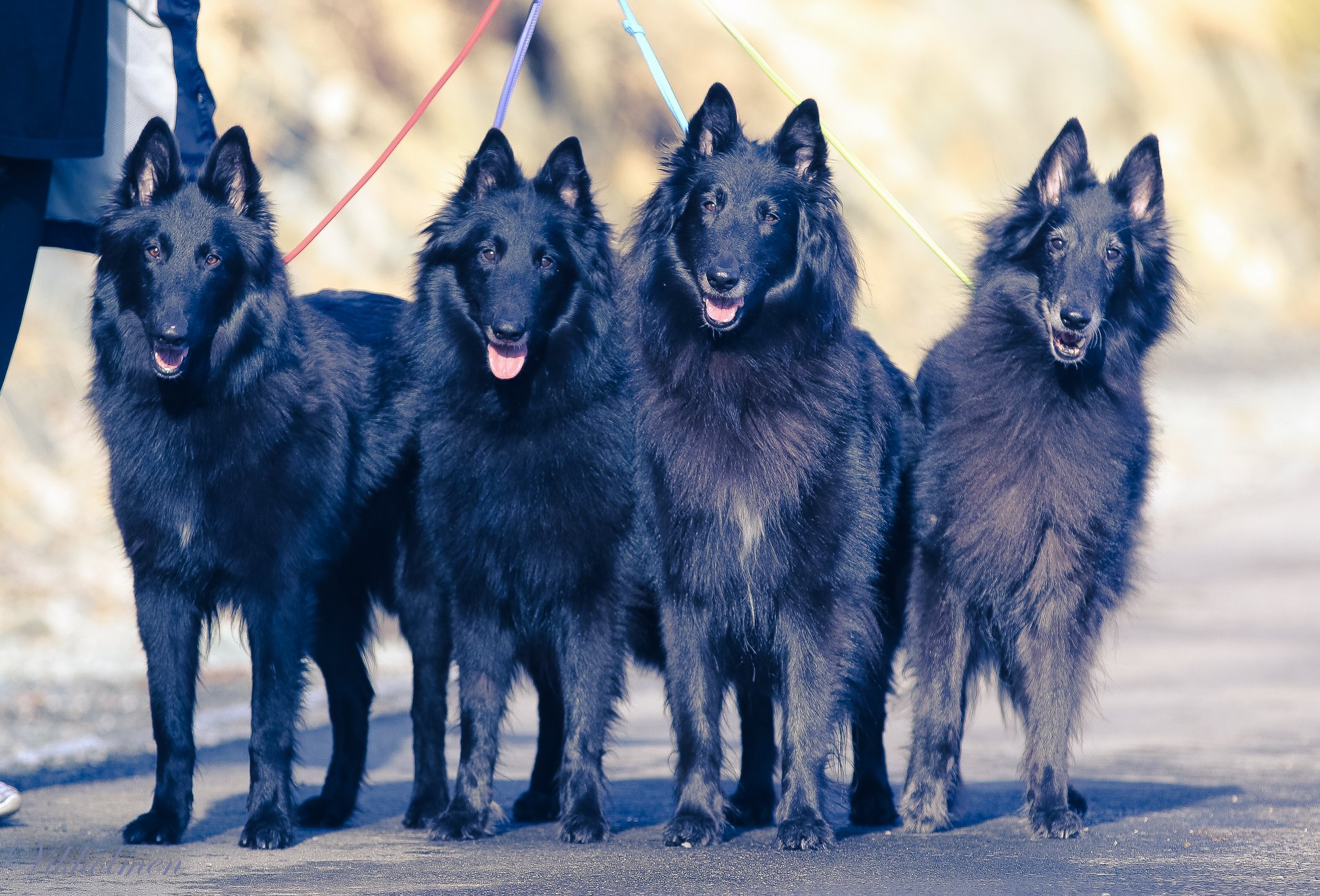 Cover photo of adorable puppies